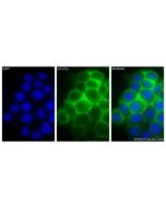 SIRP Alpha/CD172a Recombinant monoclonal antibody 84430-2-RR proteintech