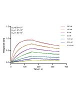 TNFSF11/RANKL Recombinant monoclonal antibody 84431-5-RR proteintech