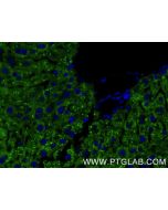 Mouse RBP4 Recombinant monoclonal antibody, PBS Only 84503-4-PBS proteintech