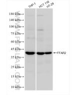 FFAR2 Recombinant monoclonal antibody, PBS Only 84544-1-PBS proteintech