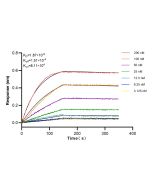 ZMPSTE24 Recombinant monoclonal antibody, PBS Only 84547-1-PBS proteintech