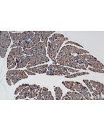 CTRL Recombinant monoclonal antibody, PBS Only 84572-4-PBS proteintech