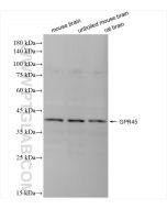 GPR45 Recombinant monoclonal antibody 84587-1-RR proteintech