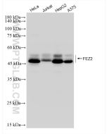 FEZ2 Recombinant monoclonal antibody Proteintech  83407-7-RR