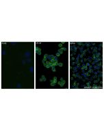 CD82 Recombinant monoclonal antibody, PBS Only 84617-3-PBS proteintech