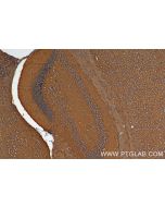 ATP1B1 Recombinant monoclonal antibody 84707-5-RR proteintech