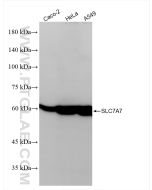 SLC7A7 Recombinant monoclonal antibody 84743-1-RR proteintech