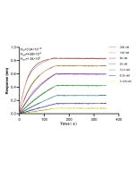 CAB39 Recombinant monoclonal antibody, PBS Only 84760-4-PBS proteintech