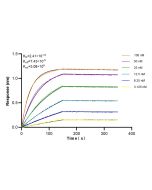 CACNB3 Recombinant monoclonal antibody, PBS Only (Capture) 84762-3-PBS proteintech