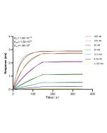 SIRT7 Recombinant monoclonal antibody, PBS Only 84805-4-PBS proteintech