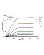Arginase-2 Recombinant monoclonal antibody 84808-5-RR proteintech