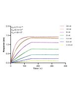 PLSCR1 Recombinant monoclonal antibody, PBS Only 84888-4-PBS proteintech