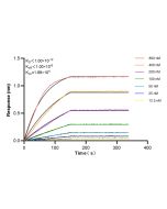 MKL1/MRTF-A Recombinant monoclonal antibody 84903-1-RR proteintech