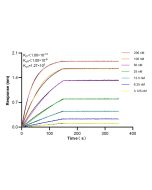 RPS3 Recombinant monoclonal antibody 84947-4-RR proteintech