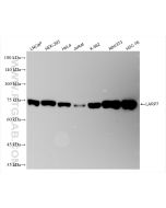 LARP7 Recombinant monoclonal antibody, PBS Only 84950-4-PBS proteintech