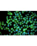 SUGT1 Recombinant monoclonal antibody, PBS Only 84963-5-PBS proteintech