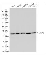 MAS1L Recombinant monoclonal antibody 85003-1-RR proteintech