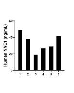 NME1 Recombinant monoclonal antibody, PBS Only (Capture) 85038-2-PBS proteintech