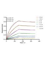 C2 Recombinant monoclonal antibody, PBS Only (Detector) 85088-3-PBS proteintech