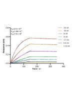 TANK Recombinant monoclonal antibody, PBS Only (Detector) 85138-3-PBS proteintech