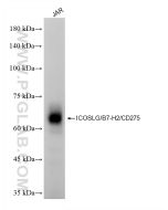 ICOSLG/B7-H2/CD275 Recombinant monoclonal antibody, PBS Only 85173-5-PBS proteintech