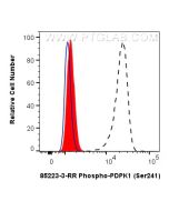 Phospho-PDPK1 (Ser241) Recombinant monoclonal antibody, PBS Only 85223-3-PBS proteintech