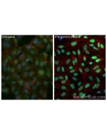 IRF1 Recombinant monoclonal antibody, PBS Only 85254-3-PBS proteintech