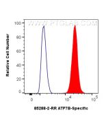 ATP7B-Specific Recombinant monoclonal antibody, PBS Only 85288-2-PBS proteintech
