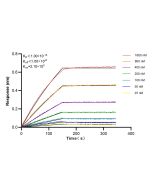 GRIA1 Recombinant monoclonal antibody 85333-1-RR proteintech