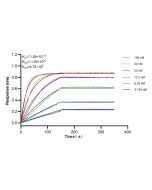 BUD31 Recombinant monoclonal antibody, PBS Only 85336-1-PBS proteintech