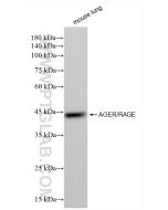 AGER/RAGE Recombinant monoclonal antibody, PBS Only 85349-1-PBS proteintech