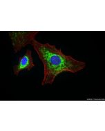 SLC25A6-Specific Recombinant monoclonal antibody 85368-1-RR proteintech