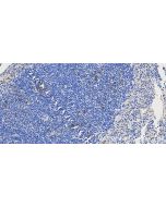 BST2 Recombinant monoclonal antibody 85614-4-RR proteintech