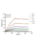 IL-13RA2 Recombinant monoclonal antibody 85631-7-RR proteintech