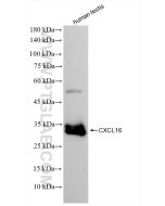 CXCL16 Recombinant monoclonal antibody, PBS Only 85680-4-PBS proteintech