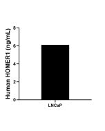 HOMER1 Recombinant monoclonal antibody, PBS Only (Capture) 85692-6-PBS proteintech