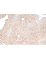 CYP2C8 Recombinant monoclonal antibody 85717-1-RR proteintech