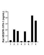 Rat VEGFR1/Flt-1 Recombinant monoclonal antibody, PBS Only (Detector) 85761-5-PBS proteintech