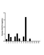 KLK14 Recombinant monoclonal antibody, PBS Only (Detector) 85809-1-PBS proteintech