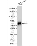 Mouse IL-19 Recombinant monoclonal antibody, PBS Only 85817-2-PBS proteintech