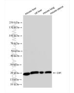 Mouse Ctf1 Recombinant monoclonal antibody, PBS Only 85828-4-PBS proteintech