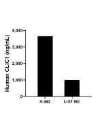 CLIC1 Recombinant monoclonal antibody, PBS Only (Detector) 85831-2-PBS proteintech
