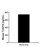 Mouse Tnfsf18 Recombinant monoclonal antibody, PBS Only (Detector) 85842-2-PBS proteintech