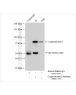 Cryptochrome 2 Recombinant monoclonal antibody, PBS Only 85866-1-PBS proteintech