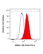 FOXG1 Recombinant monoclonal antibody, PBS Only 85930-1-PBS proteintech