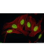 RDBP Recombinant monoclonal antibody 85945-1-RR proteintech