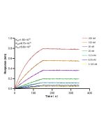 RAB22A Recombinant monoclonal antibody 85986-2-RR proteintech