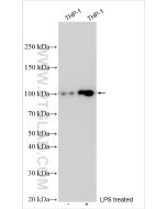 NLRP3 Polyclonal antibody Proteintech  19771-1-AP