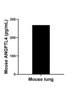 Mouse ANGPTL4 Recombinant monoclonal antibody, PBS Only (Detector) 86006-1-PBS proteintech