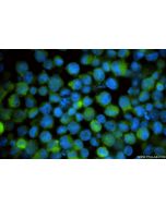 RAP1GAP Recombinant monoclonal antibody, PBS Only 86011-2-PBS proteintech